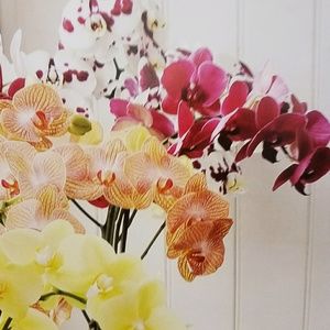 Meet your Posher, Carol